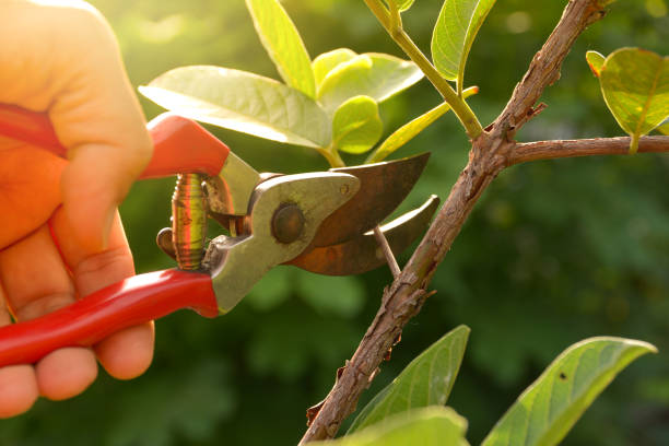 How Our Tree Care Process Works  in  Cottage Grove, MN